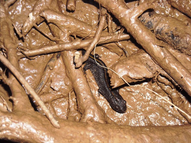 anfibi favolosi nel casentino